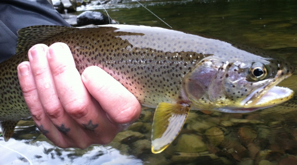 Typical cutthroat, sometimes they take a little coaxing 