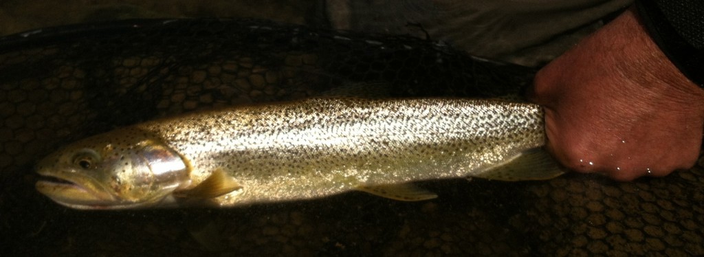 Lots of cutthroat, happy to eat dry's