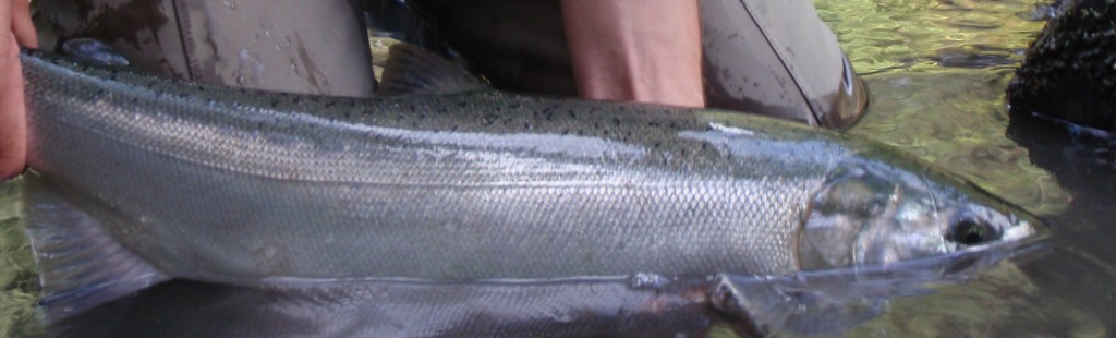 Brad screws up, and gets an early silver on a summer steelhead trip